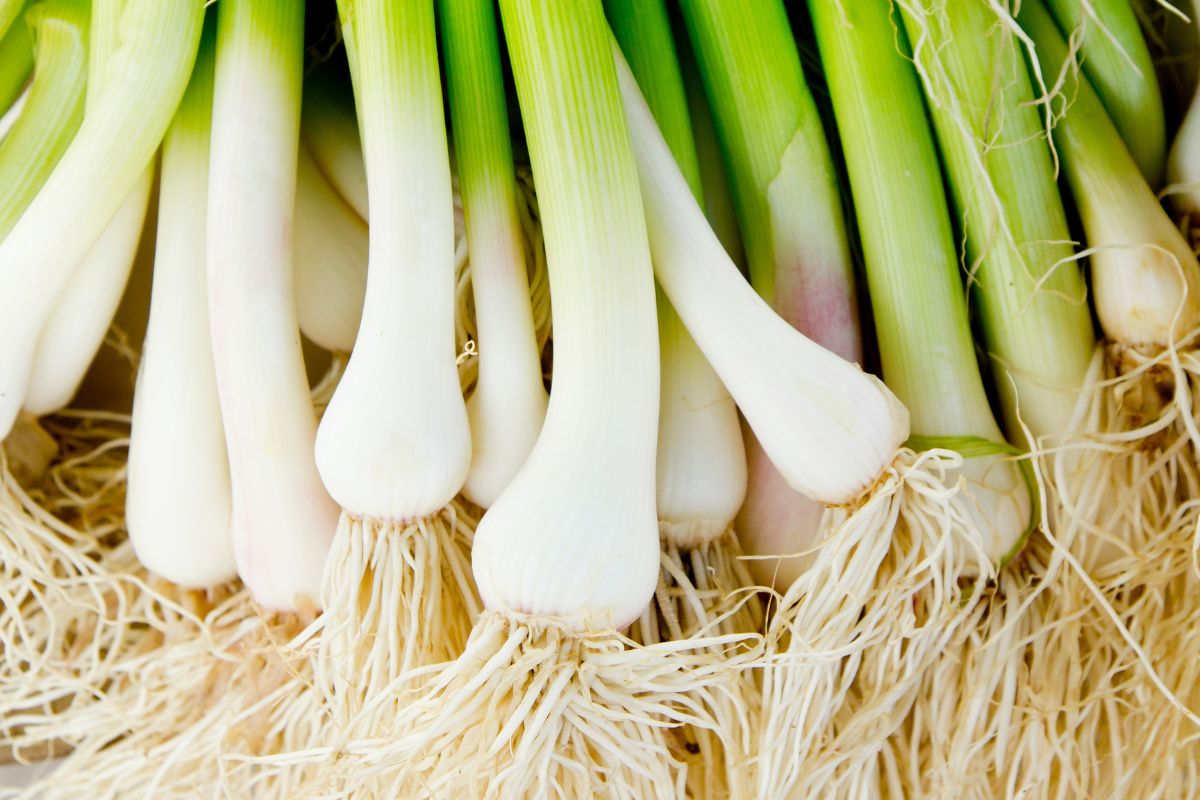 8 EasytoFind Substitute for Leeks Feminine Adventures